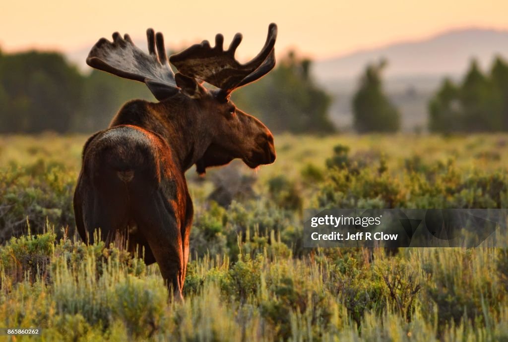 Wildlife in Wyoming - Morning Moose