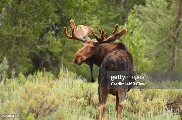 wildlife in wyoming - morning moose too - alce stockfoto's en -beelden