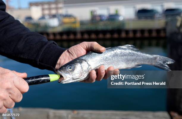 Fisherman Rink Varian inserts a Zombait, into a bait fish to demonstrate how the device works Tuesday, October 17, 2017. The Zombait is a quirky...