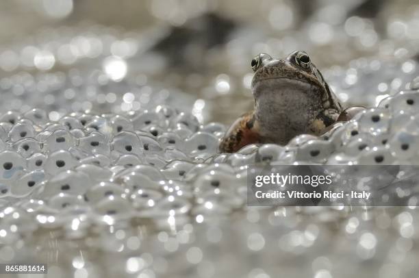european common brown frog - european common brown frog stock pictures, royalty-free photos & images