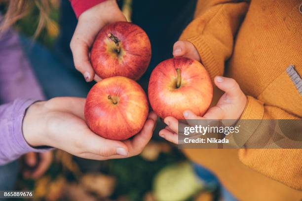 kinder in einem obstgarten mit roten äpfeln - child holding apples stock-fotos und bilder