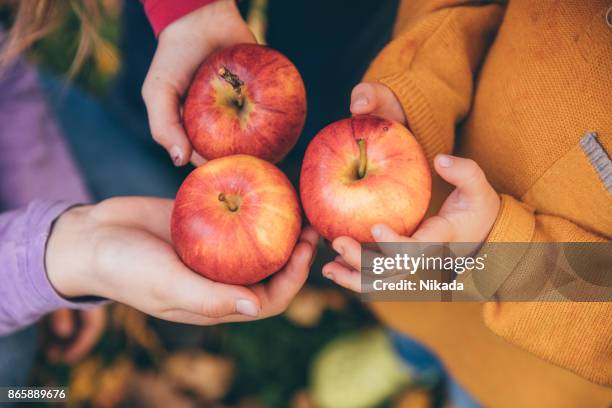 kids in an orchard holding red apples - autumn apple picking stock pictures, royalty-free photos & images