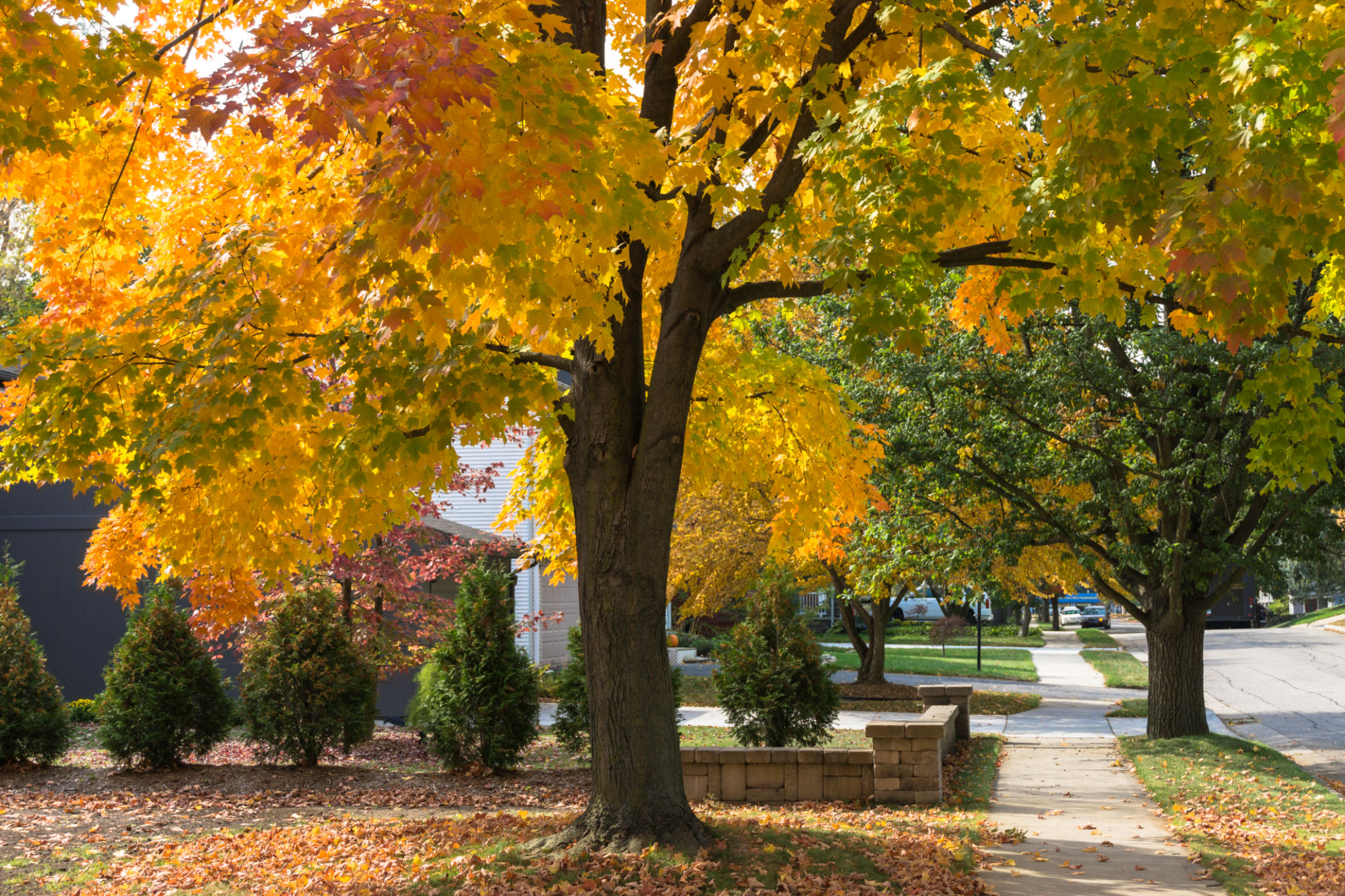 maple neighborhood