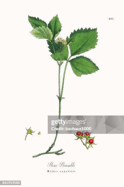 stone bramble, rubus saxatilis, victorian botanical illustration, 1863 - wild raspberry stock illustrations
