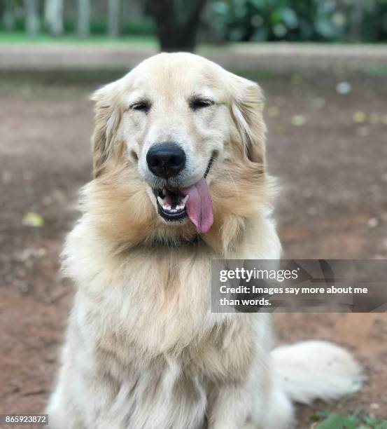 Funny Golden Retriever Photos and Premium High Res Pictures - Getty Images Funny Golden Retriever Photos and Premium High Res Pictures - Getty Images