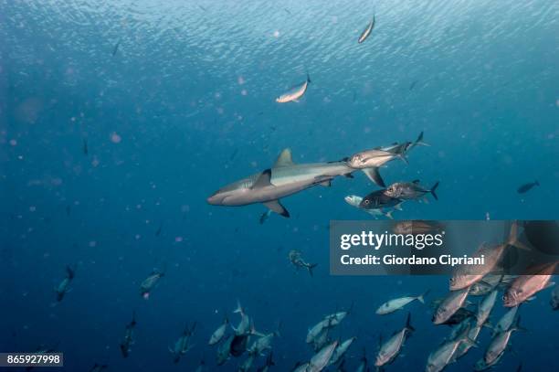 school of caranx - palau stock pictures, royalty-free photos & images