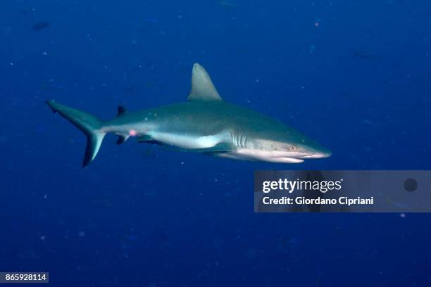 grey reef shark, carcharhinus amblyrhynchos - silver shark - fotografias e filmes do acervo