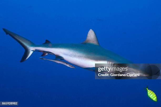 a gray reef shark with pilot fish - pilot fish stock pictures, royalty-free photos & images