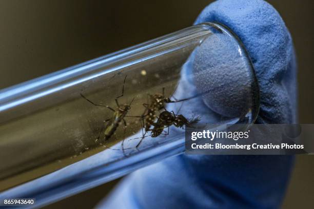 aedes aegypti mosquitoes - aedes aegypti stock pictures, royalty-free photos & images