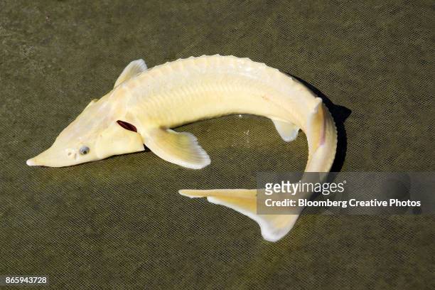 an albino sturgeon fish - sturgeon stock pictures, royalty-free photos & images