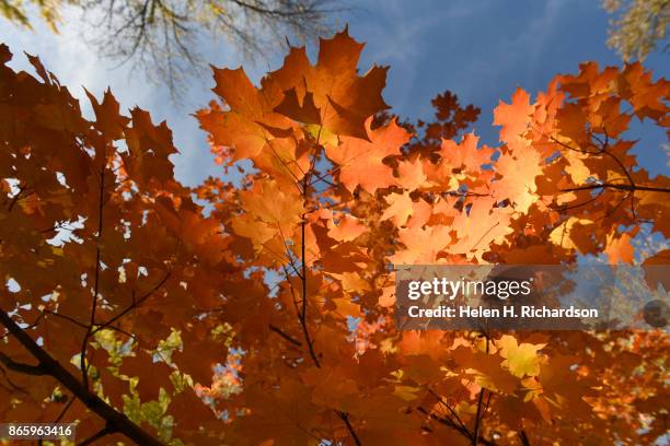 Mapleton Colorado 617 Mapleton Stock Photos, High-Res Pictures, and Images - Getty Images