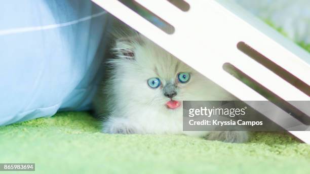 kitten hiding and playing in bed under wooden box - cat hiding under bed - fotografias e filmes do acervo