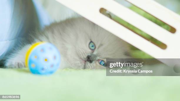 kitten hiding and resting under wooden box - cat hiding under bed - fotografias e filmes do acervo