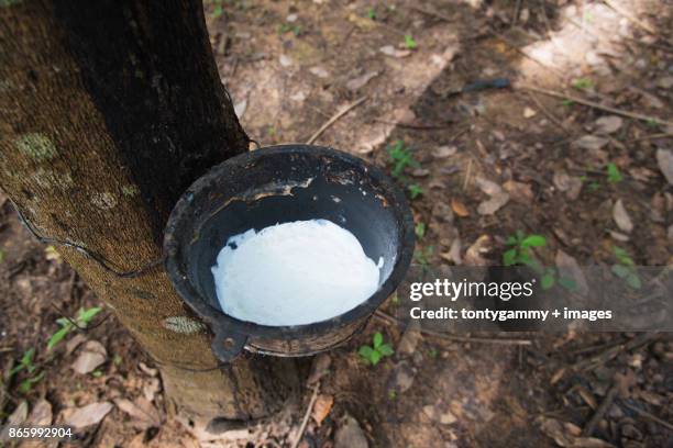 natural milky rubber latex trapped from rubber tree in bowl. - rubber bowl stock-fotos und bilder