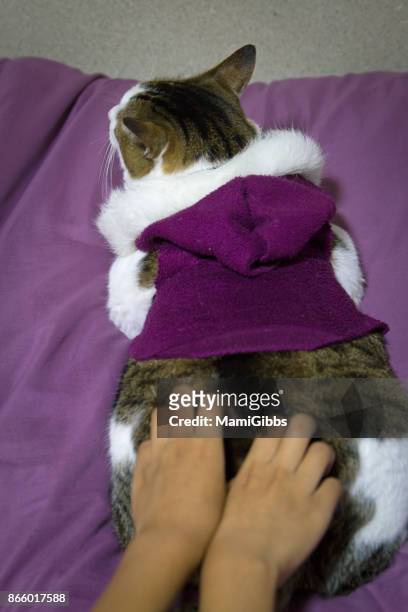 cool fashionable cat.pet clothing - massage funny stock pictures, royalty-free photos & images