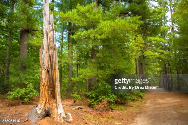 dead tree beside a hiking trail - manchester new hampshire photos et images de collection