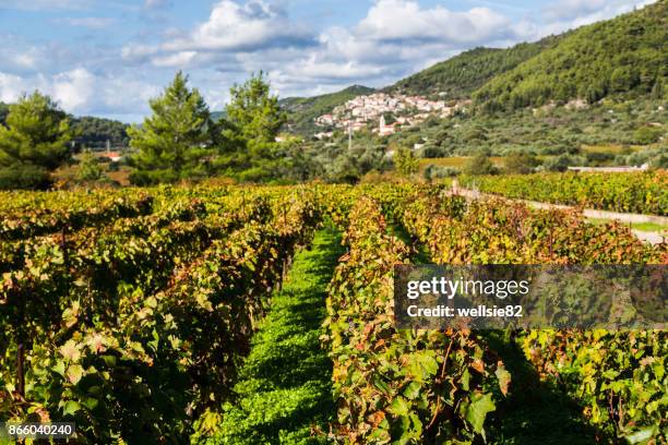 posip grapes being grown in cara - korcula island stock pictures, royalty-free photos & images