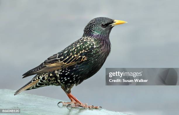 starling - estornino fotografías e imágenes de stock