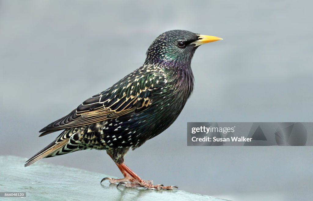 Starling