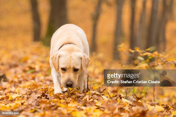 labrador in sniffing mode - labrador retriever stock pictures, royalty-free photos & images