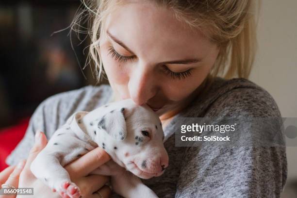 kissing pet dalmatian puppy - dalmatian dog stock pictures, royalty-free photos & images