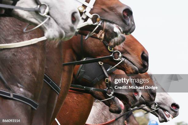 Horse take off from the barrier in race 7 the bet365 Geelong Cup ahead of Craig Williams riding Gallic Chieftain during Melbourne Racing at Geelong...