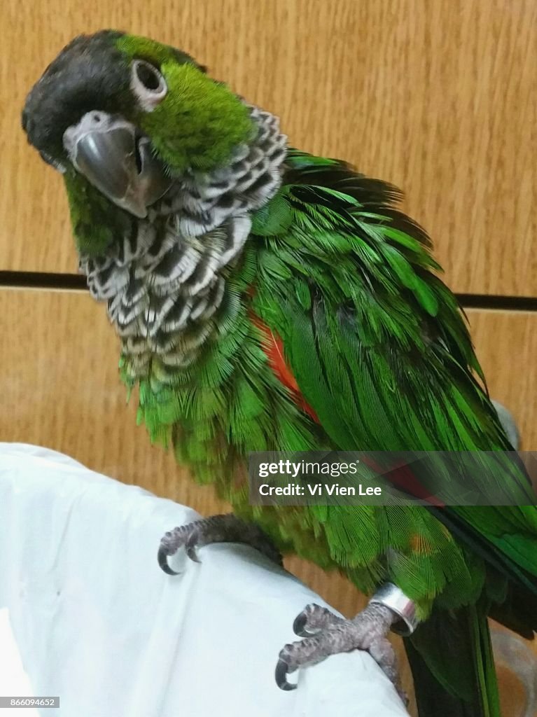 Black capped conure