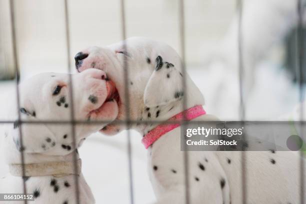 遊び心のあるダルメシアンの子犬 - dalmatian ストックフォトと画像