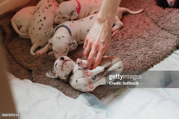 dalmatische pup genieten van prikkelt - fokker beroepen met dieren stockfoto's en -beelden