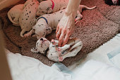Dalmatian Puppy Enjoying Tickles