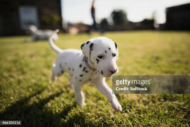 puppy running in the garden - puppies stock pictures, royalty-free photos & images