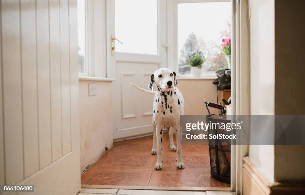 在門廊的斑點狗 - dalmatian dog 個照片及圖片檔
