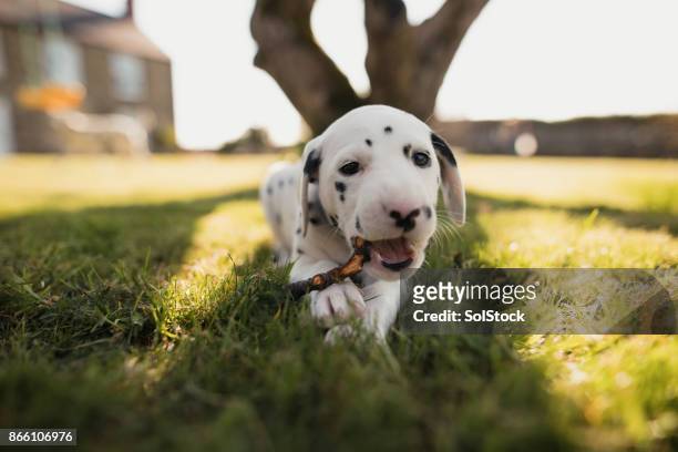 dalmamtian puppy in the garden - dalmatian dog stock pictures, royalty-free photos & images