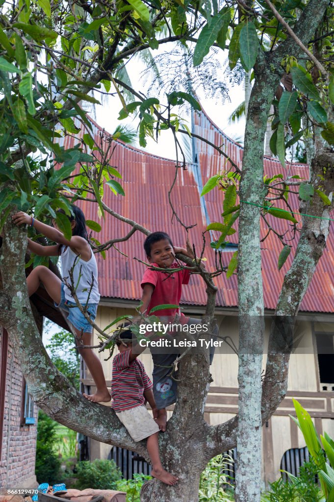 Children playing in a tree in front of a rumah gadang, a...