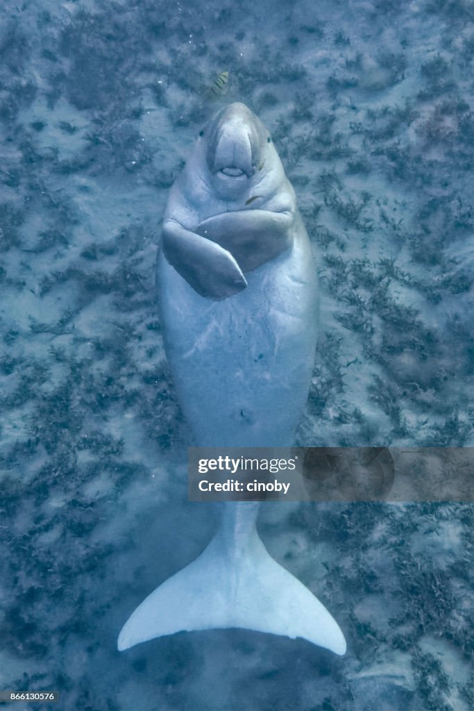 Funny dugong floating on his back, smiling at the camera and stretching out his tongue in Red Sea - Marsa Alam - Egypt