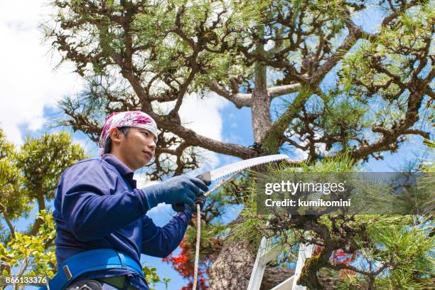 Tree Pruning Ladder Photos and Premium High Res Pictures - Getty Images