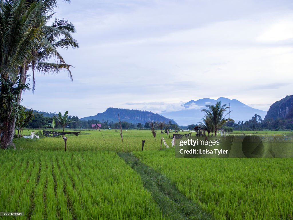 The sun setting over rice paddies in the Harau Valley, West...