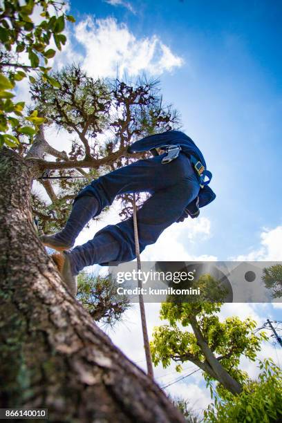 477 Tree Pruning Ladder Stock Photos, High-Res Pictures, and Images ...
