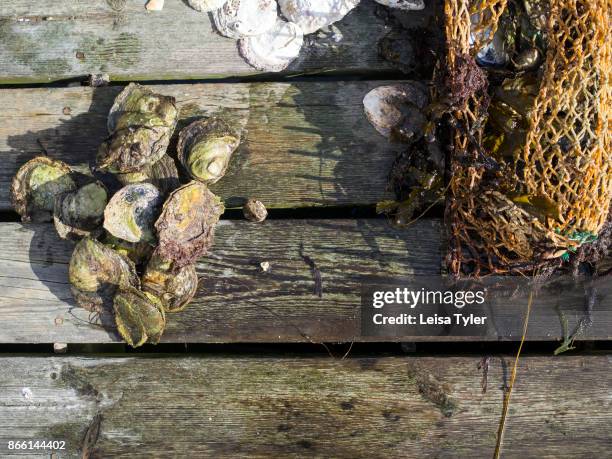 Freshly harvested oysters at Everts Sjöbods, a small travel business offering oyster safaris,meals and accommodation out of a 19th century boathouse...