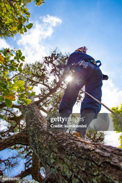 Tree Pruning Ladder Photos and Premium High Res Pictures - Getty Images