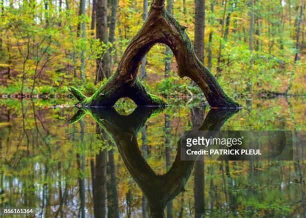 The reflection of a tree in the water is pictured in the Nature Park Schlaubetal near Siehdichum, eastern Germany, on October 25, 2017. - Germany OUT...