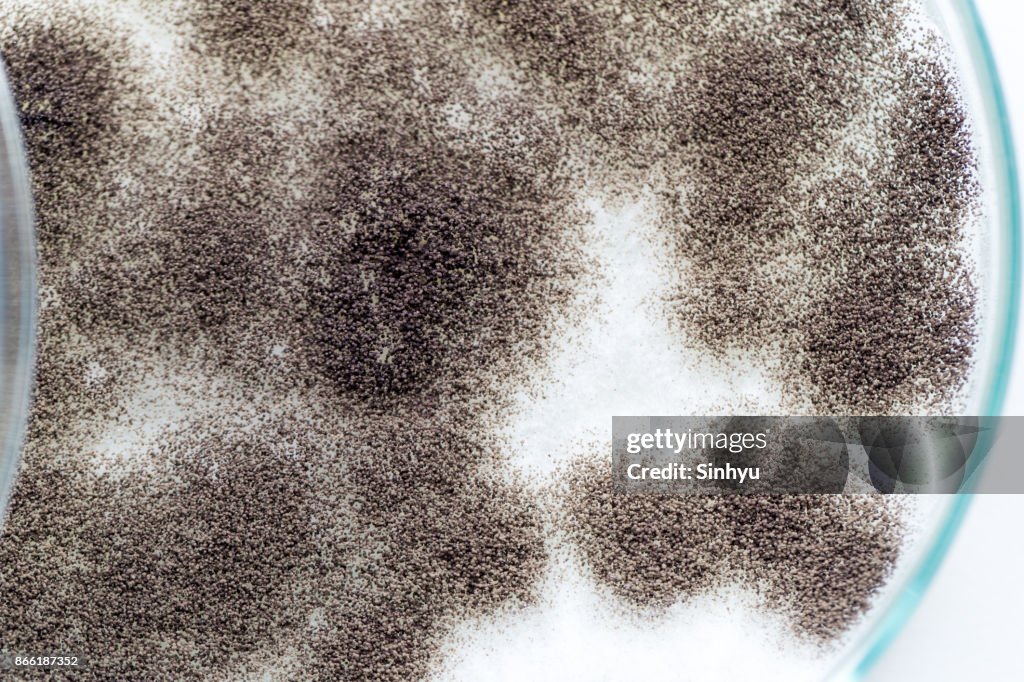 Asperillus niger in petri dish under the microscopic, Microbiology for education in laboratories.