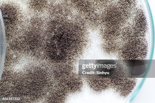 Asperillus niger in petri dish under the microscopic, Microbiology for education in laboratories. Asperillus niger in petri dish under the microscopic, Microbiology for education in laboratories.
