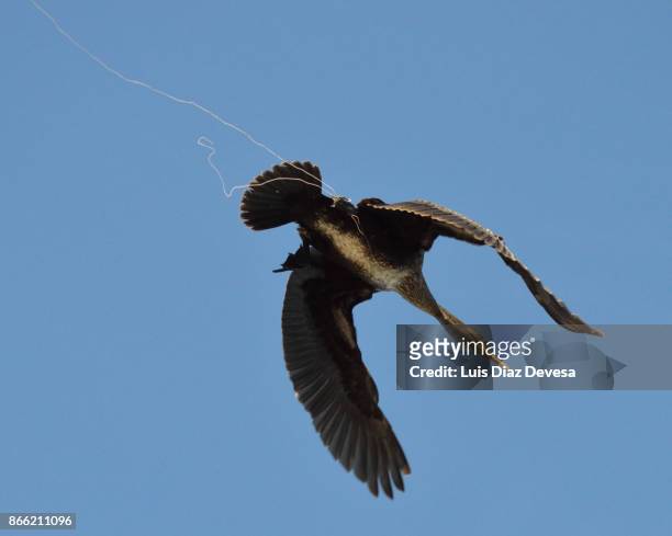 cormorant that flies with a rope tied to his body and leg - lenza foto e immagini stock