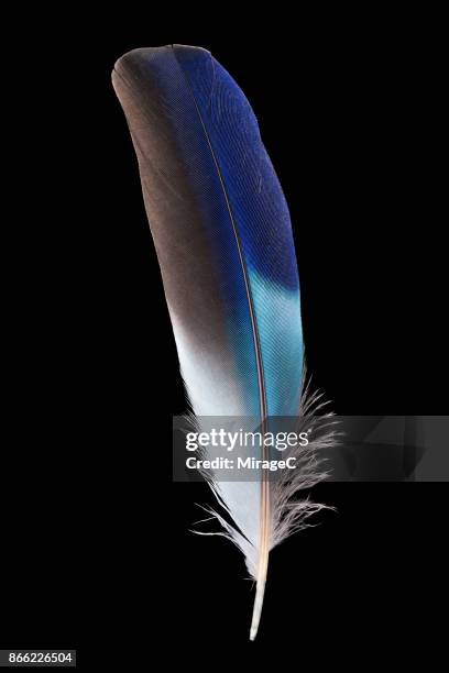 blue color kingfisher feather - feather stockfoto's en -beelden