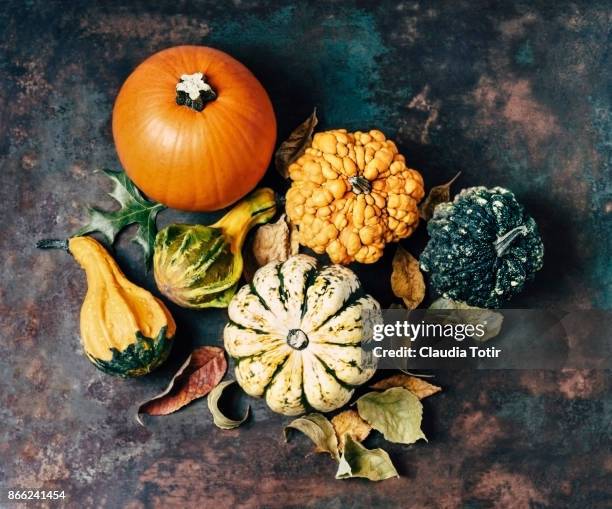 variety of pumpkins - gourd family stock pictures, royalty-free photos & images