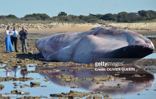Men stand next to the carcass of a stranded fin whale at the beach of Ars-en-Re, at Pointe de Grignon, on Ile de Re island, western France, on...