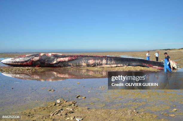 Men stand next to the carcass of a stranded fin whale at the beach of Ars-en-Re, Pointe de Grignon, on Ile de Re island, western France, on October...