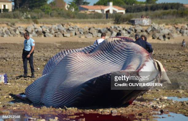 Men stand next to the carcass of a stranded fin whale at the beach of Ars-en-Re, Pointe de Grignon, on Ile de Re island, western France, on October...
