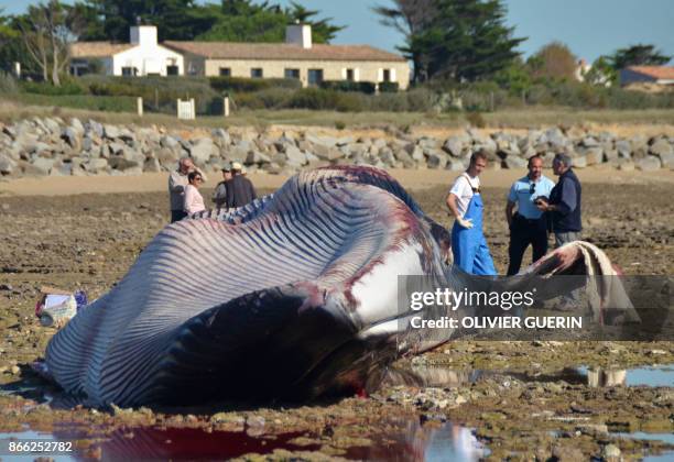 Men stand next to the carcass of a stranded fin whale at the beach of Ars-en-Re, Pointe de Grignon, on Ile de Re island, western France, on October...